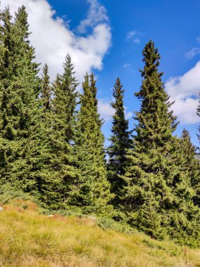 Bulgaristan 'ın Vitosha Dağı' nın şaşırtıcı sonbahar manzarası