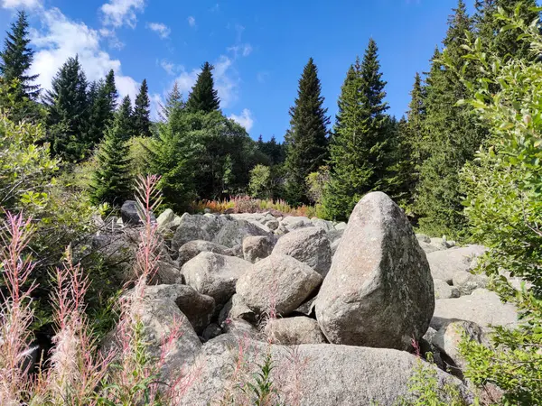 Bulgaristan 'ın Vitosha Dağı' nın şaşırtıcı sonbahar manzarası
