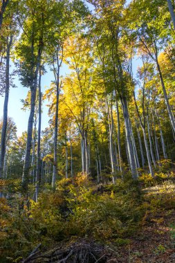 Bulgaristan 'ın Pernik bölgesindeki Erul Dağı' nın İnanılmaz Sonbahar Manzarası