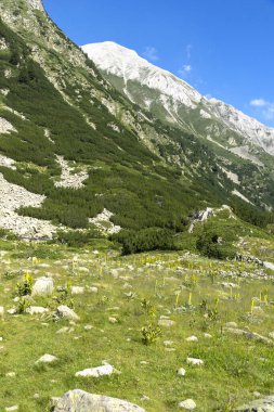 Amazing Summer view of Pirin Mountain around Banderitsa River, Bulgaria