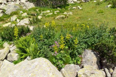 Amazing Summer view of Pirin Mountain around Banderitsa River, Bulgaria