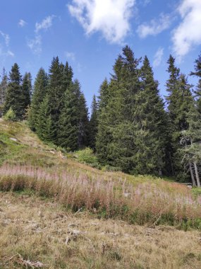 Bulgaristan 'ın Vitosha Dağı' nın şaşırtıcı sonbahar manzarası