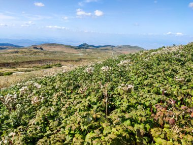 Bulgaristan 'ın Vitosha Dağı' nın şaşırtıcı sonbahar manzarası