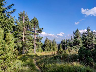 Bulgaristan 'ın Vitosha Dağı' nın şaşırtıcı sonbahar manzarası