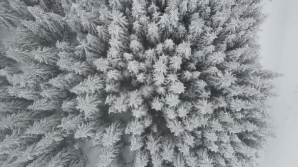 Amazing Aerial Winter View Rila Mountain Belmeken Dam Bulgaria — Stock videók