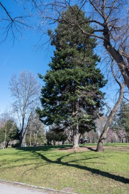 SOFYA, BULGARIA - 19 Mart 2023: Bulgaristan 'ın Sofya kentinde Borisova gradina' nın (Boris Garden) şaşırtıcı bahar manzarası