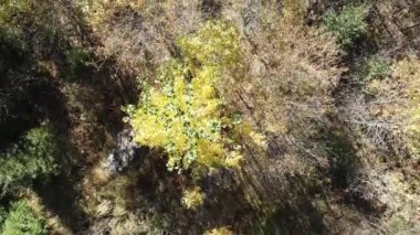 Bulgaristan 'ın Vitosha Dağı' nın İnanılmaz Sonbaharı