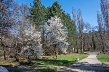 Bulgaristan 'ın Sofya kentindeki South Park' ın şaşırtıcı bahar manzarası