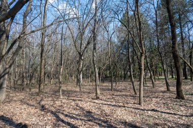 Bulgaristan 'ın Sofya kentindeki South Park' ın şaşırtıcı bahar manzarası