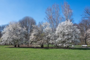 Bulgaristan 'ın Sofya kentindeki South Park' ın şaşırtıcı bahar manzarası