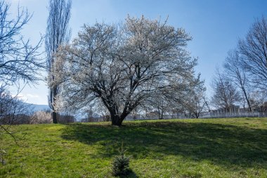 Bulgaristan 'ın Sofya kentindeki South Park' ın şaşırtıcı bahar manzarası