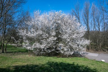 Bulgaristan 'ın Sofya kentindeki South Park' ın şaşırtıcı bahar manzarası