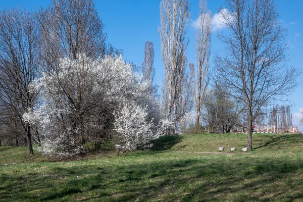 保加利亚索菲亚市南部公园令人惊奇的春景 — 图库照片