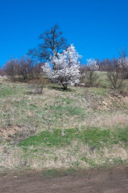 Lyulin Dağı 'nın bahar manzarası, Sofya Şehir Bölgesi, Bulgaristan