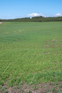 Lyulin Dağı 'nın bahar manzarası, Sofya Şehir Bölgesi, Bulgaristan