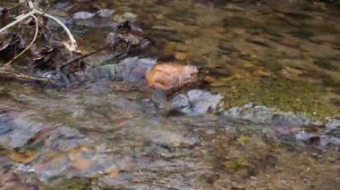 Bulgaristan 'ın başkenti Sofya' daki Vitosha Dağı 'ndaki küçük nehrin bahar manzarası