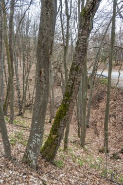 Vitosha Dağı 'nın bahar manzarası, Sofya Şehri bölgesi, Bulgaristan