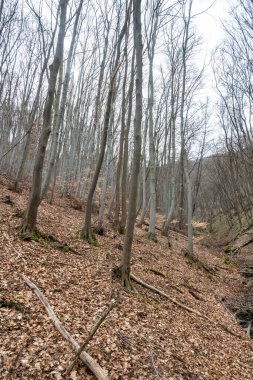 Vitosha Dağı 'nın bahar manzarası, Sofya Şehri bölgesi, Bulgaristan