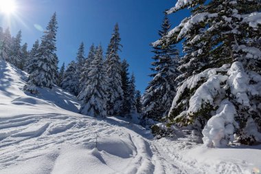 Amazing Winter view of Rila Mountain near Malyovitsa peak, Bulgaria