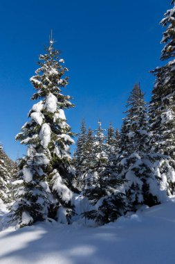 Amazing Winter view of Rila Mountain near Malyovitsa peak, Bulgaria