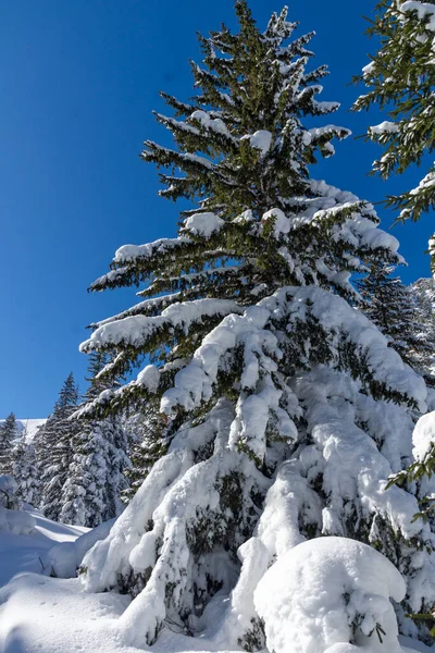 Удивительный Зимний Вид Гору Рила Возле Малевица Болгария — стоковое фото