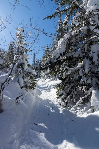 stock image Amazing Winter view of Rila Mountain near Malyovitsa peak, Bulgaria