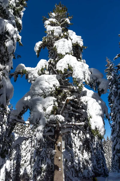 Úžasný Zimní Pohled Horu Rila Nedaleko Vrcholu Malyovitsa Bulharsko — Stock fotografie