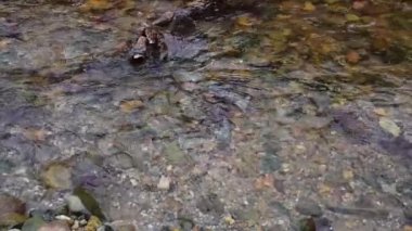 Bulgaristan 'ın Sofya kentindeki Vitosha Dağı' ndaki küçük nehrin yavaş görüntüsü