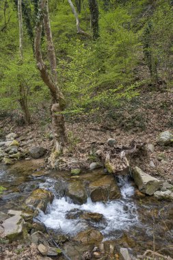 Crazy Mary Nehri 'ndeki Şelale Bahar Manzarası, Belasitsa Dağı, Bulgaristan