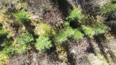 Bulgaristan 'ın Vitosha Dağı' nın İnanılmaz Sonbaharı