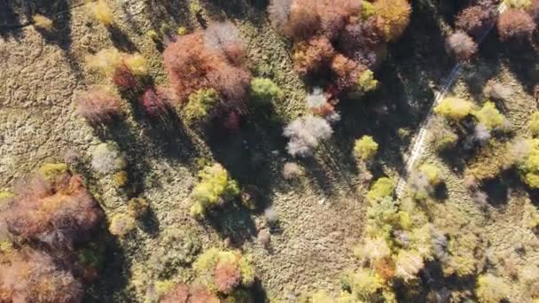 Niesamowita Aerial Autumn Vitosha Mountain Bułgaria — Wideo stockowe