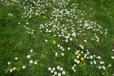 Bulgaristan 'ın başkenti Sofya' daki South Park 'ta İlkbahar Çiçekleri