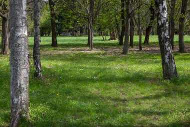 Bulgaristan 'ın başkenti Sofya' daki South Park 'ta İlkbahar Çiçekleri