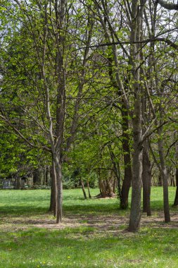 Bulgaristan 'ın başkenti Sofya' daki South Park 'ta İlkbahar Çiçekleri