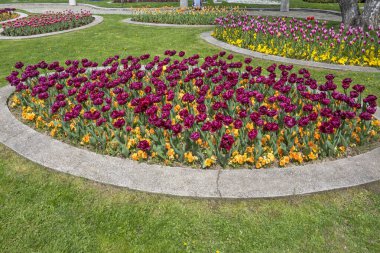 Bulgaristan 'ın başkenti Sofya' daki South Park 'ta İlkbahar Çiçekleri