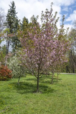 Bulgaristan 'ın Sofya kentindeki South Park' ta bahar çiçekleri