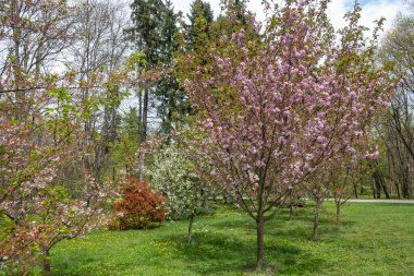 Bulgaristan 'ın başkenti Sofya' daki South Park 'ta İlkbahar Çiçekleri