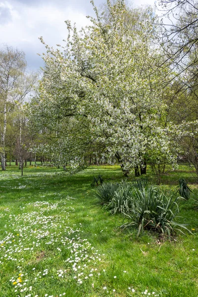 保加利亚索菲亚市的南方公园盛开了令人惊奇的春花 — 图库照片