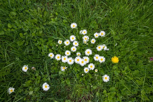 Καταπληκτικά Ανοιξιάτικα Λουλούδια Στο South Park Στη Σόφια Της Βουλγαρίας — Φωτογραφία Αρχείου