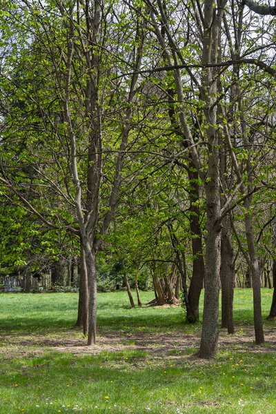 Удивительные весенние цветы в Южном парке в городе София, Болгария