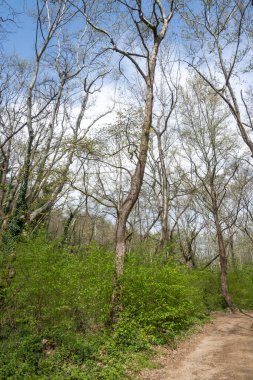 Bulgaristan 'ın Belasitsa Dağı' nın şaşırtıcı bahar manzarası