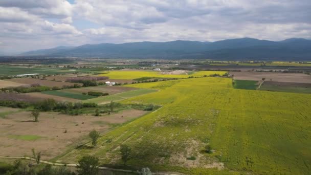Αεροφωτογραφία Του Ανθισμένου Πεδίου Ελαιοκράμβης Κοντά Στο Χωριό Kostievo Περιοχή — Αρχείο Βίντεο