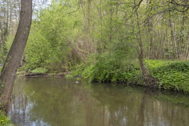 Bulgaristan 'ın başkenti Sofya' nın Pancharevo Gölü yakınlarındaki Iskar Nehri 'nin Bahar Manzarası