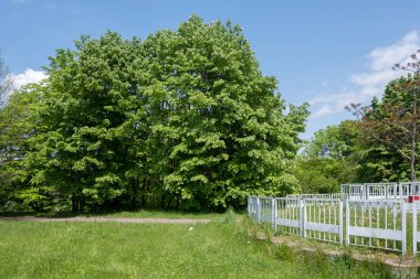 Bulgaristan 'ın Sofya kentindeki South Park' ın şaşırtıcı bahar manzarası