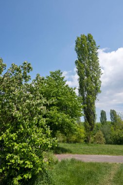 Bulgaristan 'ın Sofya kentindeki South Park' ın şaşırtıcı bahar manzarası