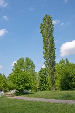 Bulgaristan 'ın Sofya kentindeki South Park' ın şaşırtıcı bahar manzarası