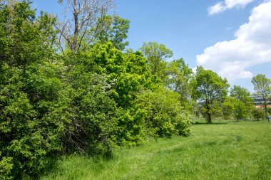 Bulgaristan 'ın Sofya kentindeki South Park' ın şaşırtıcı bahar manzarası