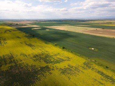 Bulgaristan 'ın Filibe Bölgesi' nin Kostievo köyü yakınlarındaki Blooming tecavüz tarlasının hava manzarası