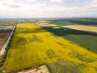 Bulgaristan 'ın Filibe Bölgesi' nin Kostievo köyü yakınlarındaki Blooming tecavüz tarlasının hava manzarası