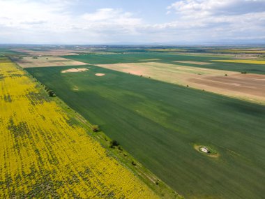 Bulgaristan 'ın Filibe Bölgesi' nin Kostievo köyü yakınlarındaki Blooming tecavüz tarlasının hava manzarası